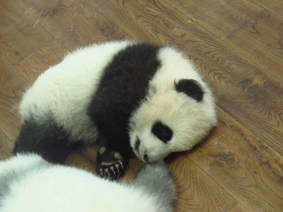 bebe-panda