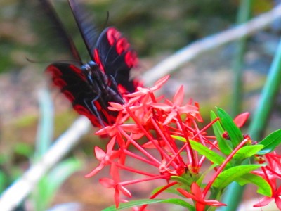 butterfly-garden-siquijor1