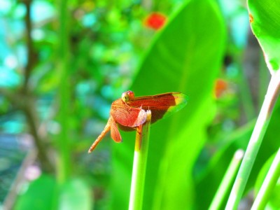 butterfly-garden-siquijor2