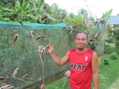 butterfly-garden-siquijor3