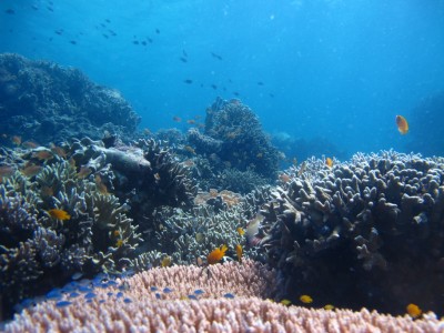 dive-siquijor