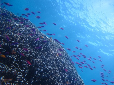 dive-siquijor2