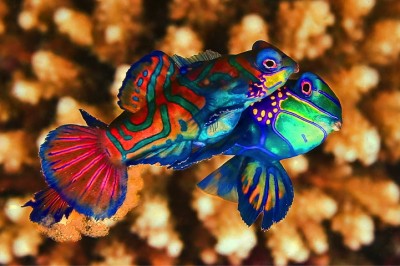 mandarin-fish