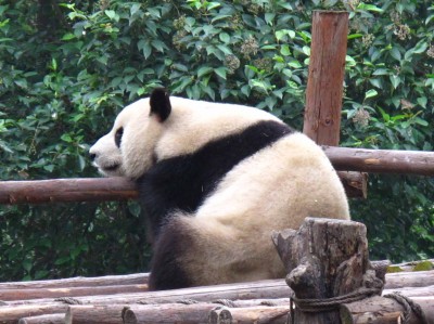 panda5