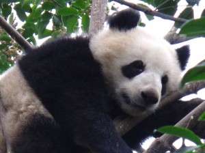 panda9
