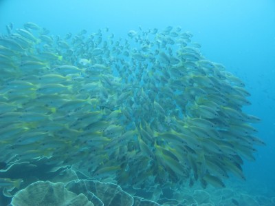 dive-palawan1