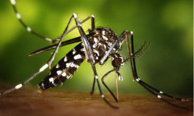 moustique-dengue