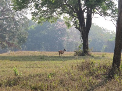 Khao-Yai2