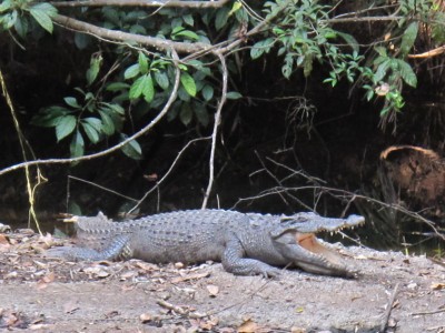 crocodile-Khao-Yai