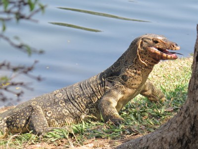 parc-lumpini1