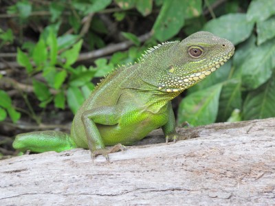 reptile-Khao-Yai1