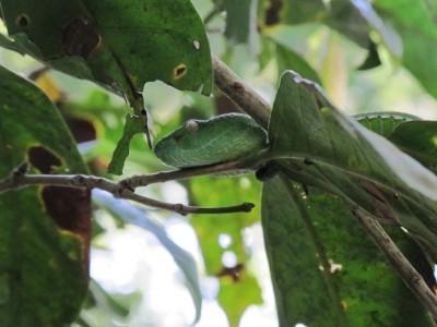 serpent-Khao-Yai