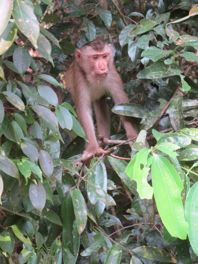 singe-Khao-Yai1