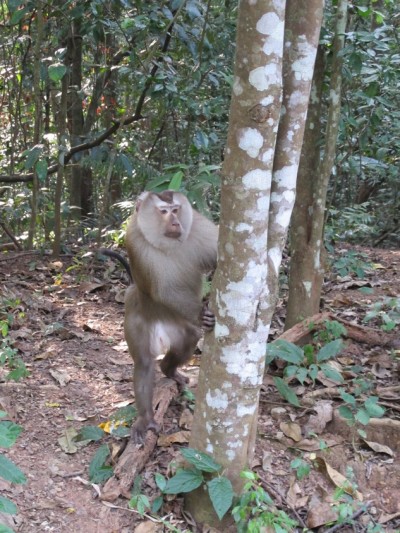 singe-Khao-Yai2