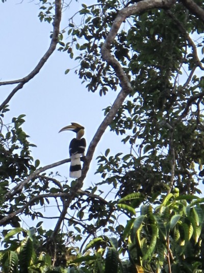 toucan-Khao-Yai