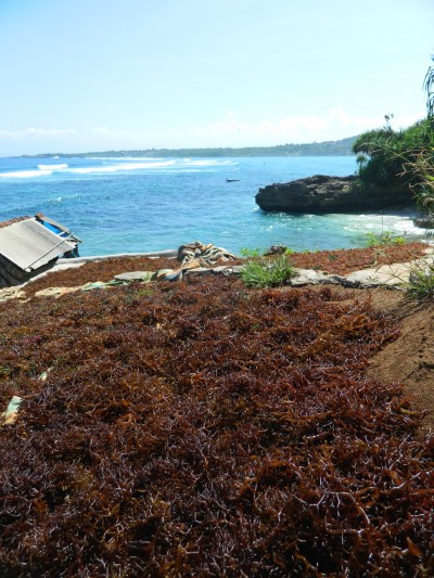 algues-lembongan