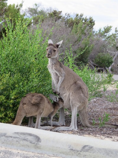 kangourou-bush1