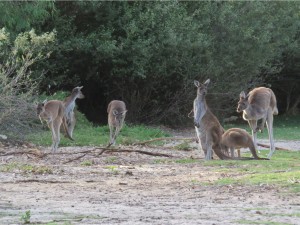 kangourou-bush3