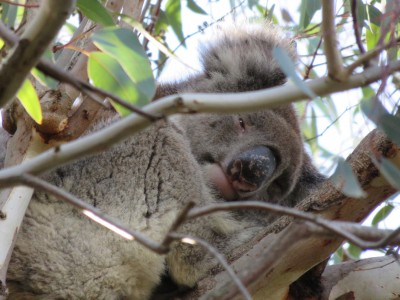 koala-yanchep1