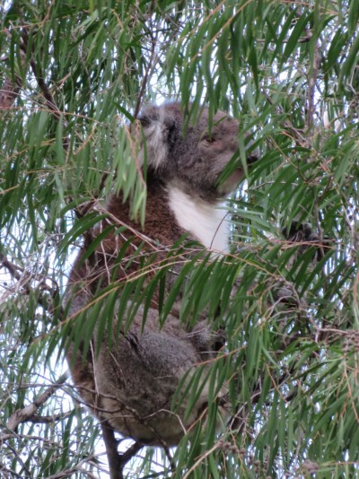 koala-yanchep2