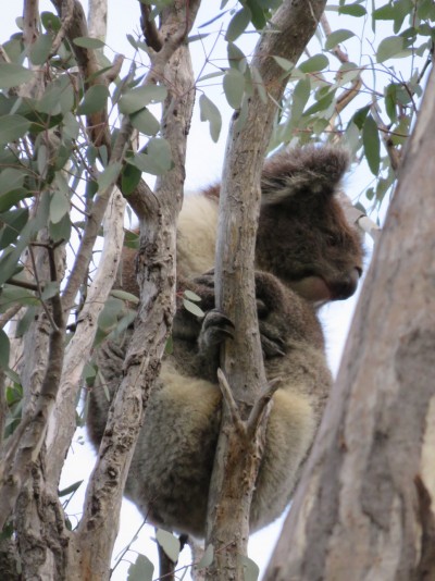 koala-yanchep3
