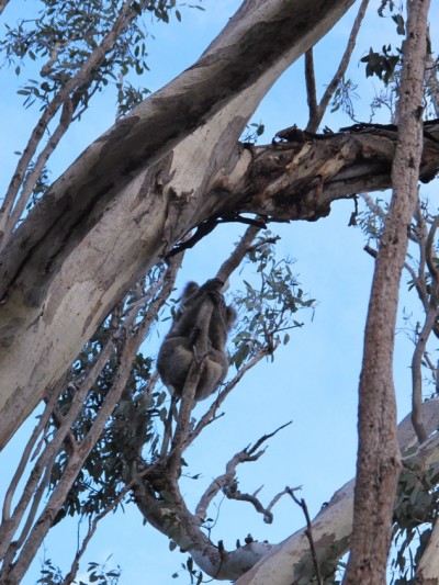 koala-yanchep4