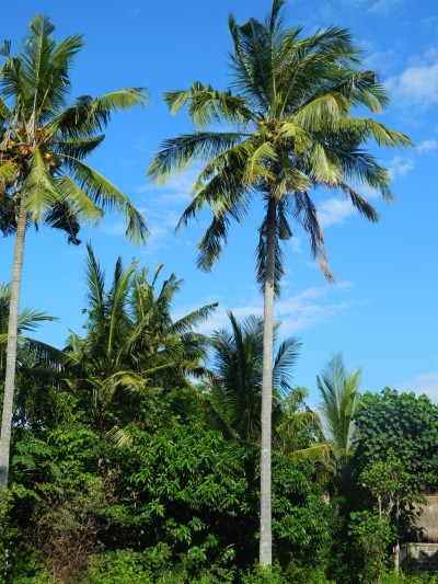 lembongan1