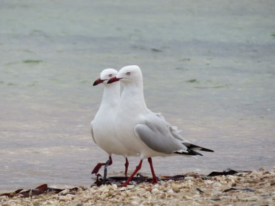 oiseau-marin2