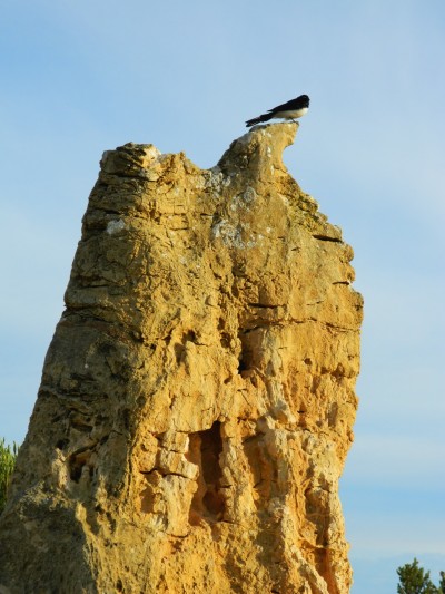 oiseau-pinnacles