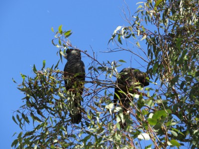 perroquets-australie