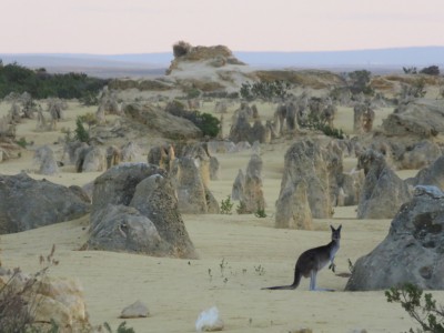 pinnacles-lancelin-national-park2