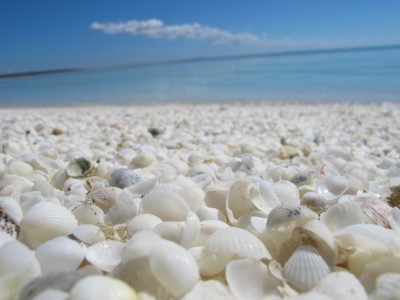 shell-beach2