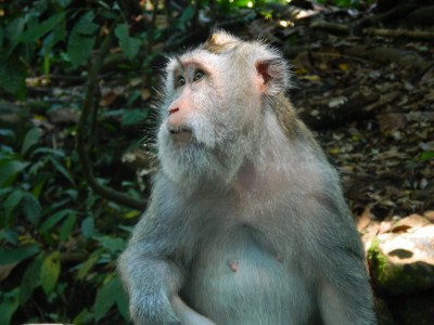 singe-ubud1