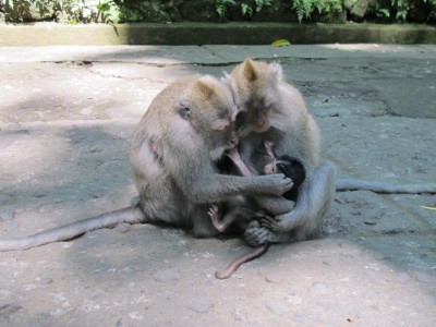 singe-ubud2