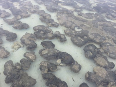 stromatolite1