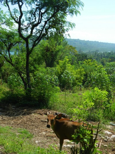 vache-lembongan