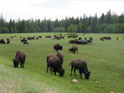bison1