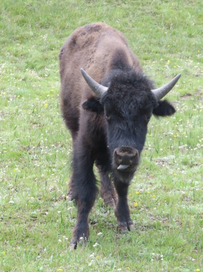 bison2