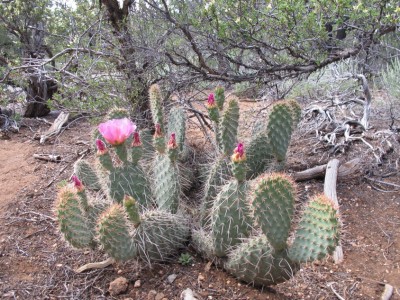 cactus-grand-canyon1