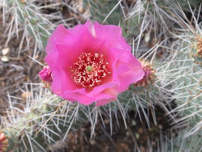 cactus-grand-canyon2