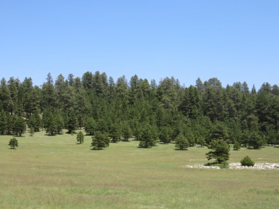 foret-kaibab