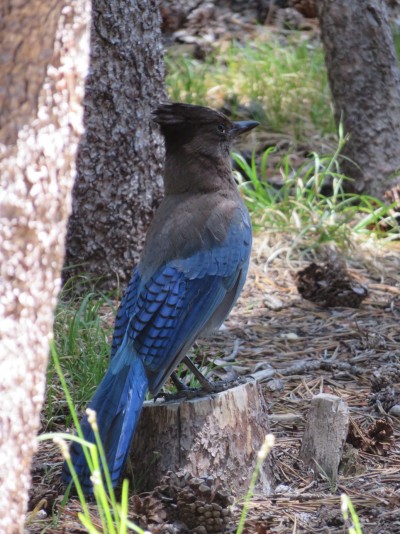 oiseau-yosemite