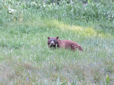 ours-yosemite