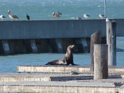 quai39-san-francisco