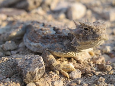 reptile-death-valley1