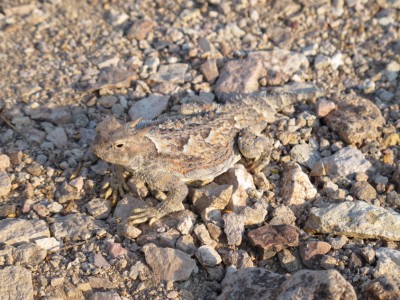 reptile-death-valley2