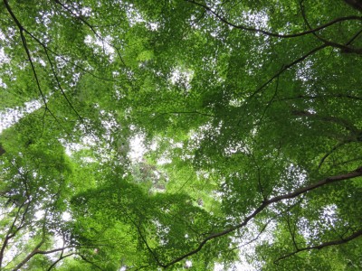 ryoanji-temple2