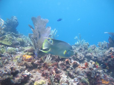 dive-cancun