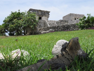 iguane-tulum1