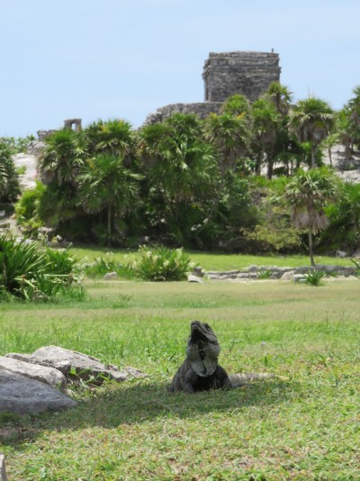 iguane-tulum2